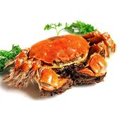 阳澄湖大闸蟹898型【巴湖】